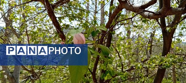 شکوفه‌های بهاری در شهرستان سملقان
