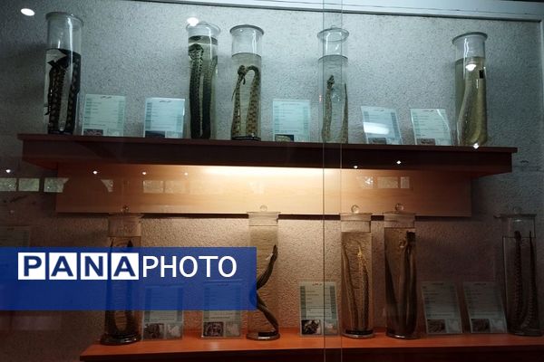 بازدید دانش‌آموزان ناحیه 2 بهارستان از کارخانه سرم‌سازی رازی