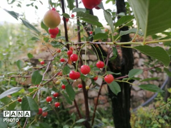 بارش شدید باران در اواخر خرداد ماه در شهر بار 