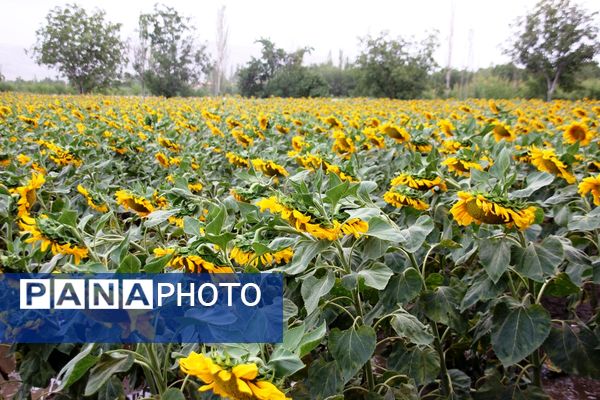 مزرعه آفتابگردان در سلماس