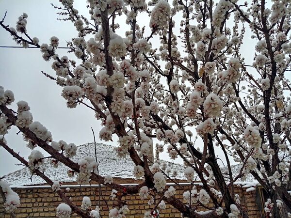 بارش برف بهاری در کوهسرخ