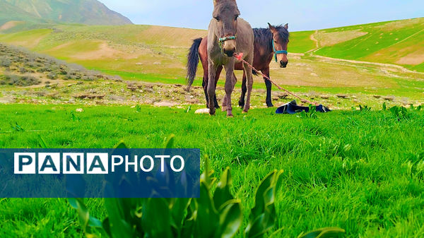 طبیعت بهاری، فرصتی برای سرزندگی روح 