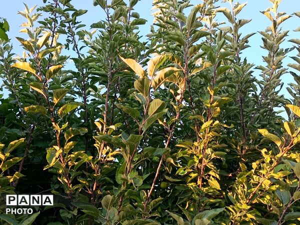 طبیعت در دل روستای برزنون،حال و هوای این دیار از قاب پانا