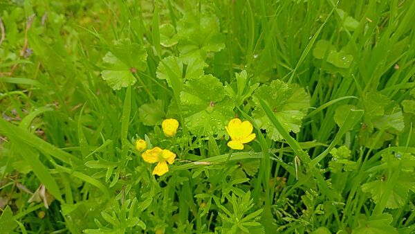 دومین روز بهاری منطقه میانکوه 
