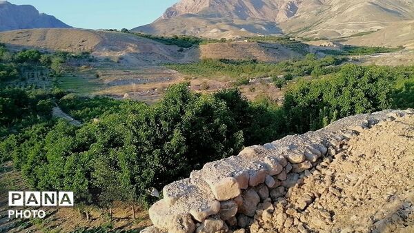 برداشت گیلاس از باغات و تصاویر زیبا از طبیعت سرسبز شهربار 