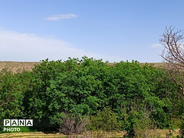 طبیعت در دل روستای برزنون،حال و هوای این دیار از قاب پانا