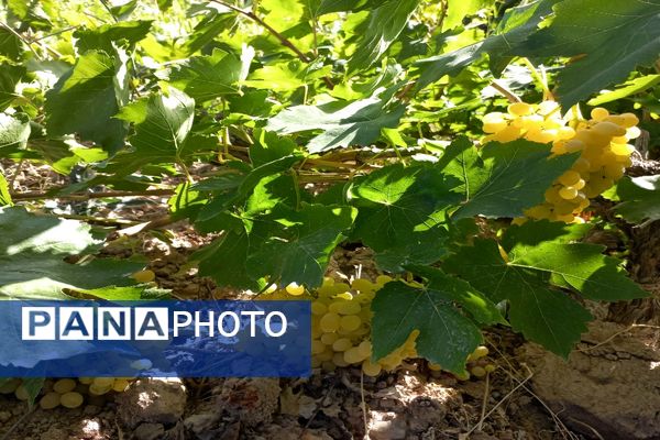 آغاز فصل برداشت انگور از باغات روستای گزکوه فاروج