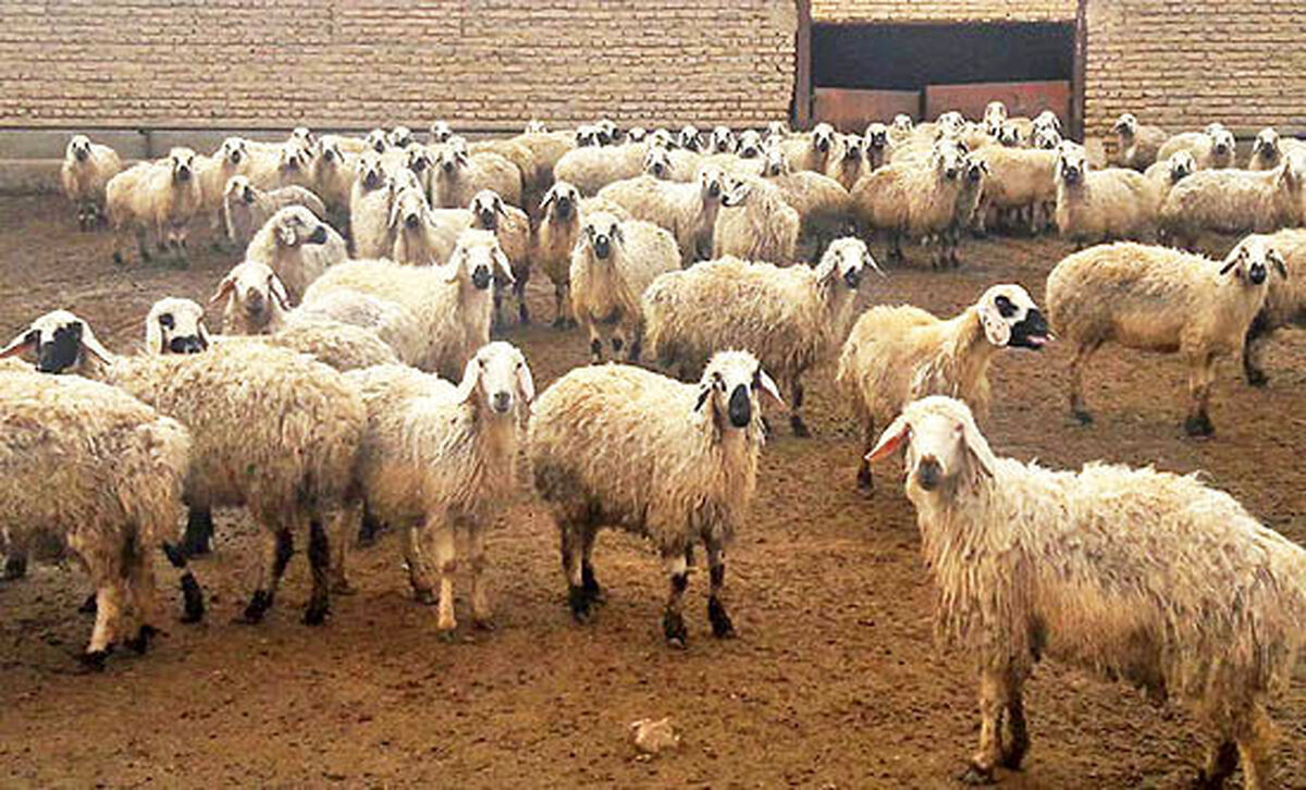 نظارت ویژه دامپزشکی در ایام محرم
