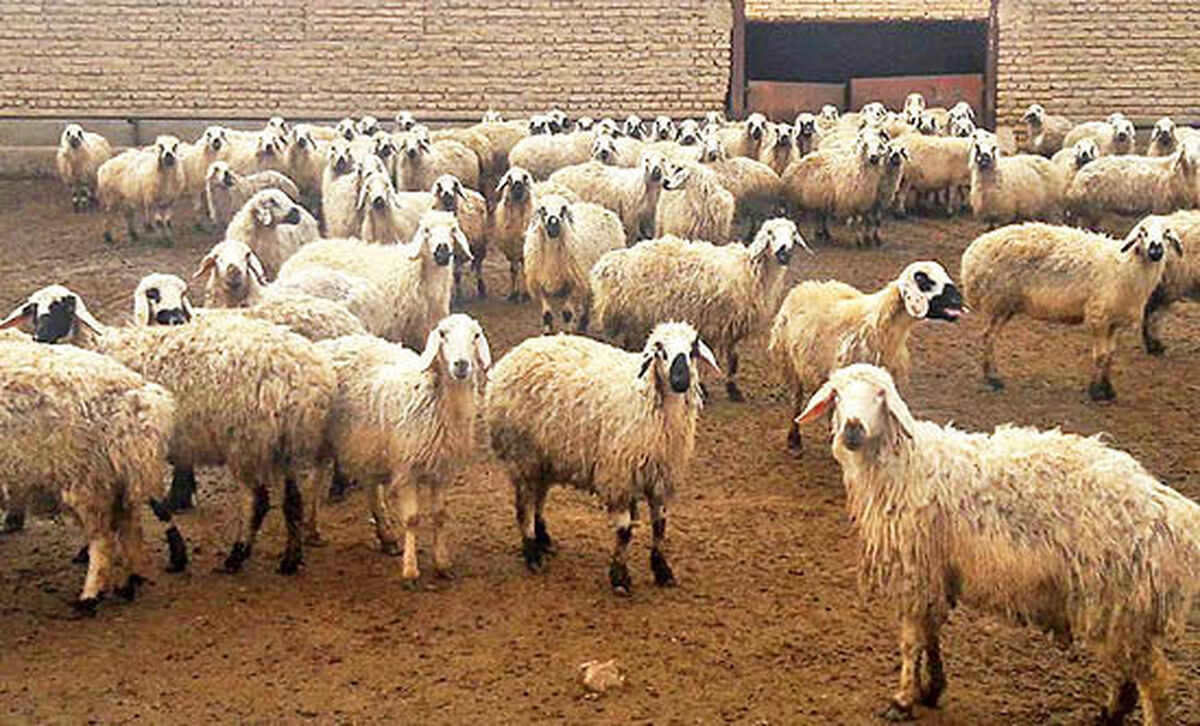 قیمت دام زنده عید سعید قربان اعلام شد