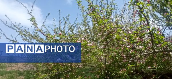 طبیعت بی نظیر روستا سربالا بهترین گزینه برای طبیعتگردی در فصل بهار