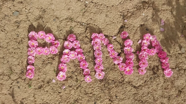 میوه‌های رنگارنگ در لردگان 