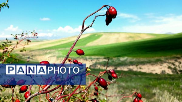 سفری به خانه پدری شهریار 