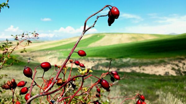 سفری به خانه پدری شهریار 