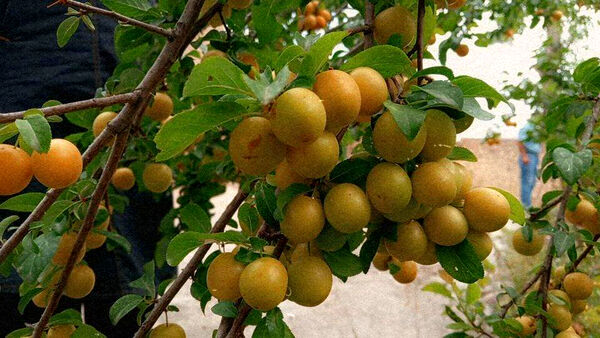 جلوه‌هایی از طبیعت تابستانی خلجستان و جعفرآباد قم