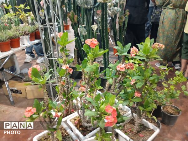 نمایشگاه گل و گیاه مشهد فرصتی برای دیدن زیبایی‌های طبیعت و خرید