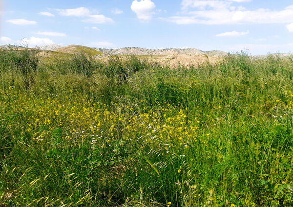 طبیعت بسیار خاص منطقه زیودار شهرستان معمولان