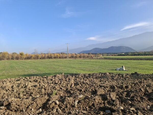 جنگل‌های هیرکانی کردکوی