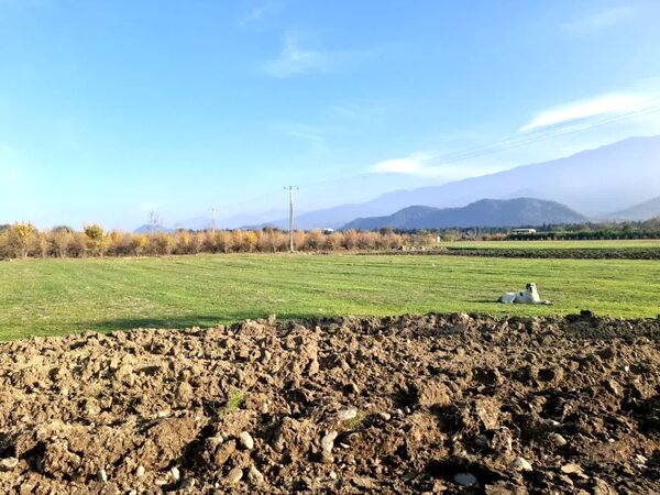جنگل‌های هیرکانی کردکوی