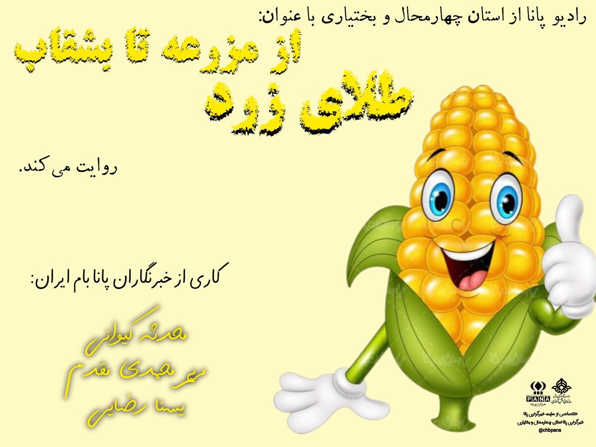 طلای زرد، از مزرعه تا بشقاب
