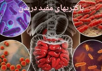 دنیای پنهان، هم‌نشینان کوچک و حیاتی ما