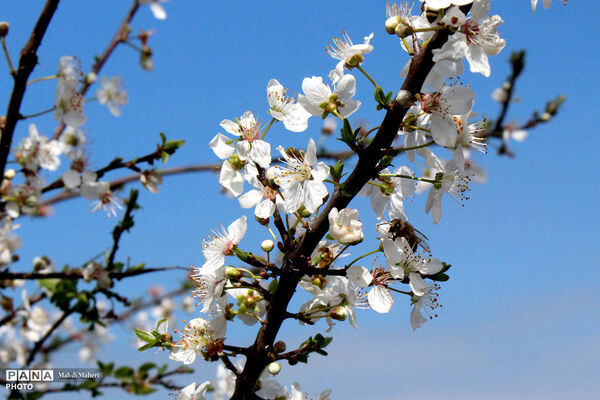 شکوفه‌های بهاری 