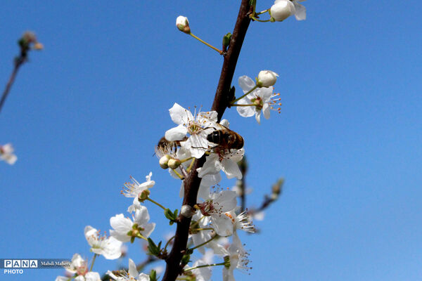 شکوفه‌های بهاری 