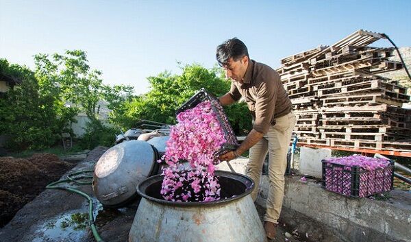 گلاب ایرانی، رایحه‌ای از تاریخ و فرهنگ ایران‌زمین است