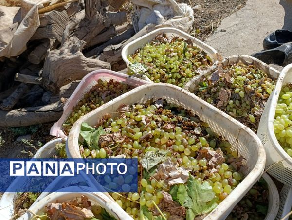 خسارت چند میلیارد تومانی چاه‌های موتور به باغات انگور