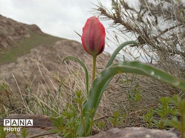 بازگشت بهار؛ آواز دوباره‌ی زندگی