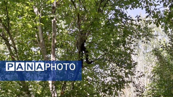 مارکده، سرزمین طلایی بادام و گردو؛ گنجینه‌ای از طعم و سنت در دل سامان