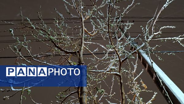 رحمت الهی برف بهاری بر دیار سلسله الذهب