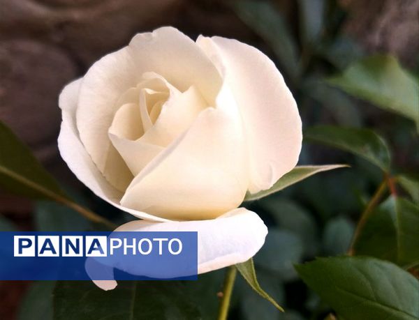 باران بهاری؛ ملودی زندگی در بستر طبیعت