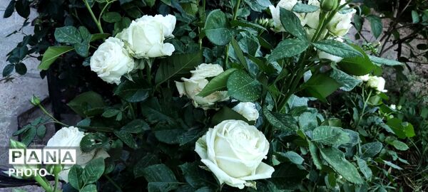  زیبایی های طبیعت باغ های روستای صومعه 