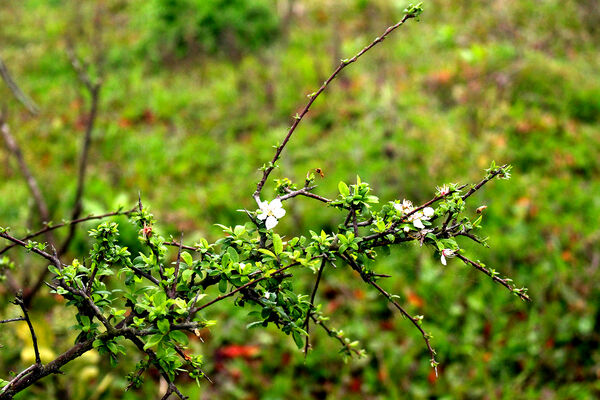 شکوفه‌های بهاری