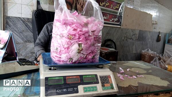 تویسرکان غرق در عطر؛ طلای سرخ و زرد در فصل برداشت به بازار آمد