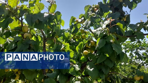 میوه‌های خوش‌رنگ و لعاب بهاری در روستای مارکده