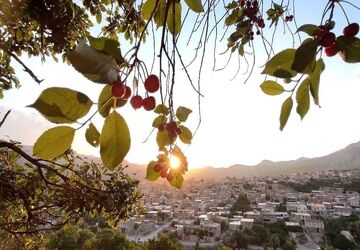 یاقوت های بهاریِ شهر بار در دستان باغداران