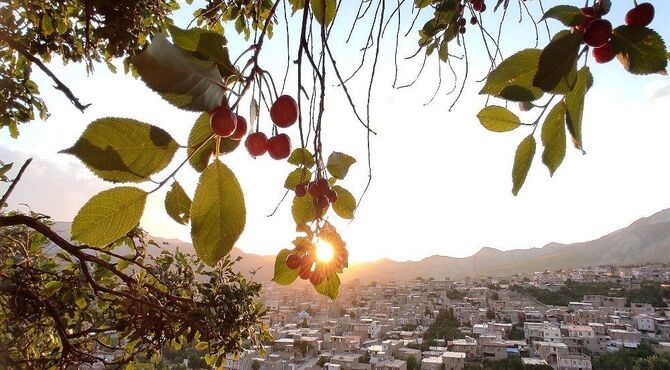 یاقوت های بهاریِ شهر بار در دستان باغداران