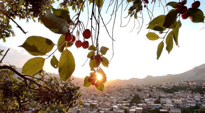 یاقوت های بهاریِ شهر بار در دستان باغداران