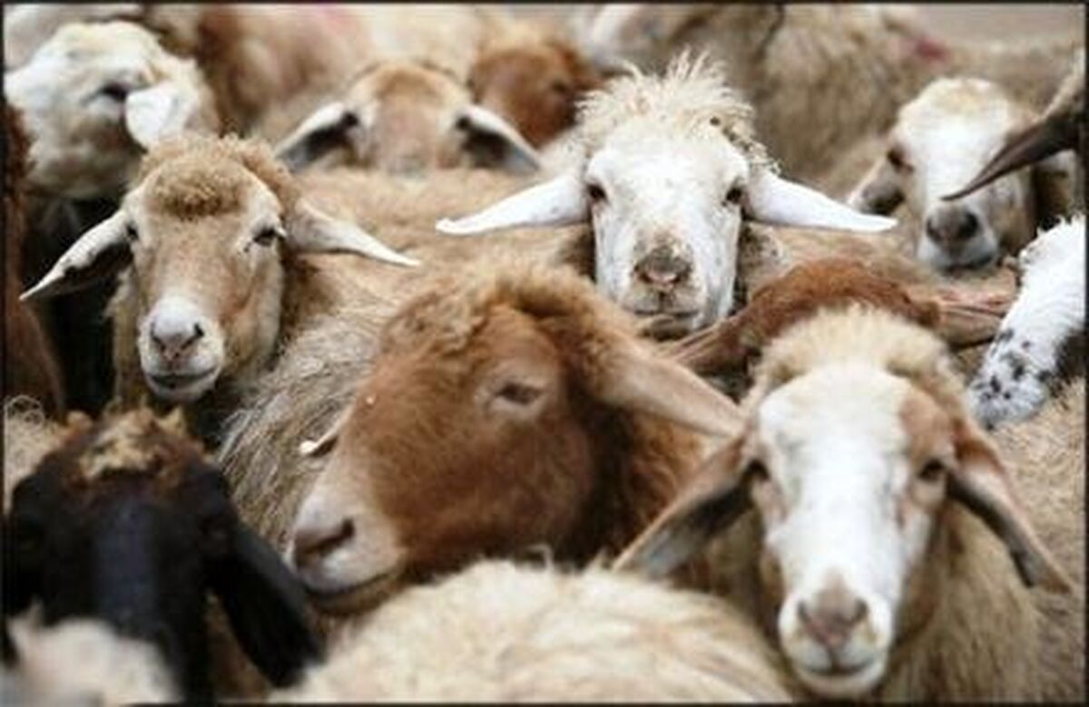 اجرای طرح مقابله با سارقان احشام در ۲۰ استان و کشف ۲۶۴ فقره سرقت