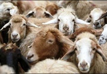اجرای طرح مقابله با سارقان احشام در ۲۰ استان و کشف ۲۶۴ فقره سرقت
