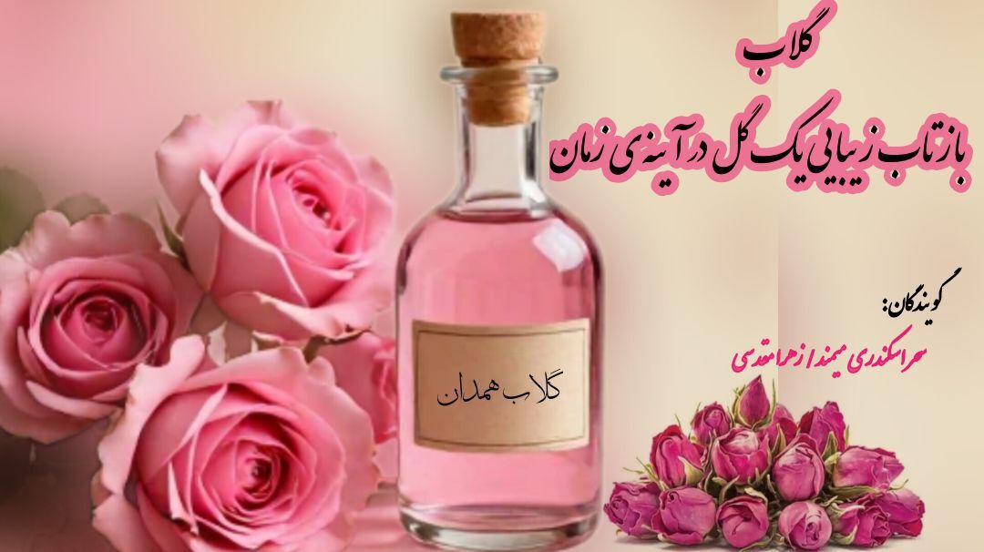 گلاب؛ بازتاب زیبایی یک گل در آینه زمان