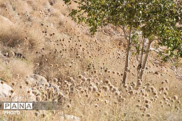 لاسرخ مهریز؛ مقصدی کوهستانی برای طبیعت‌گردان یزد