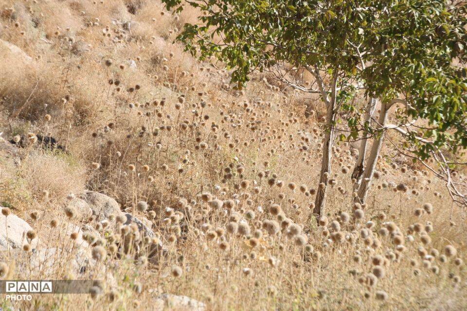 لاسرخ مهریز؛ مقصدی کوهستانی برای طبیعت‌گردان یزد