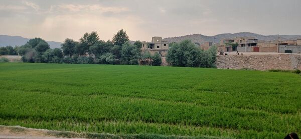 برنج‌کاری در لردگان؛ نماد زندگی و فرهنگ محلی