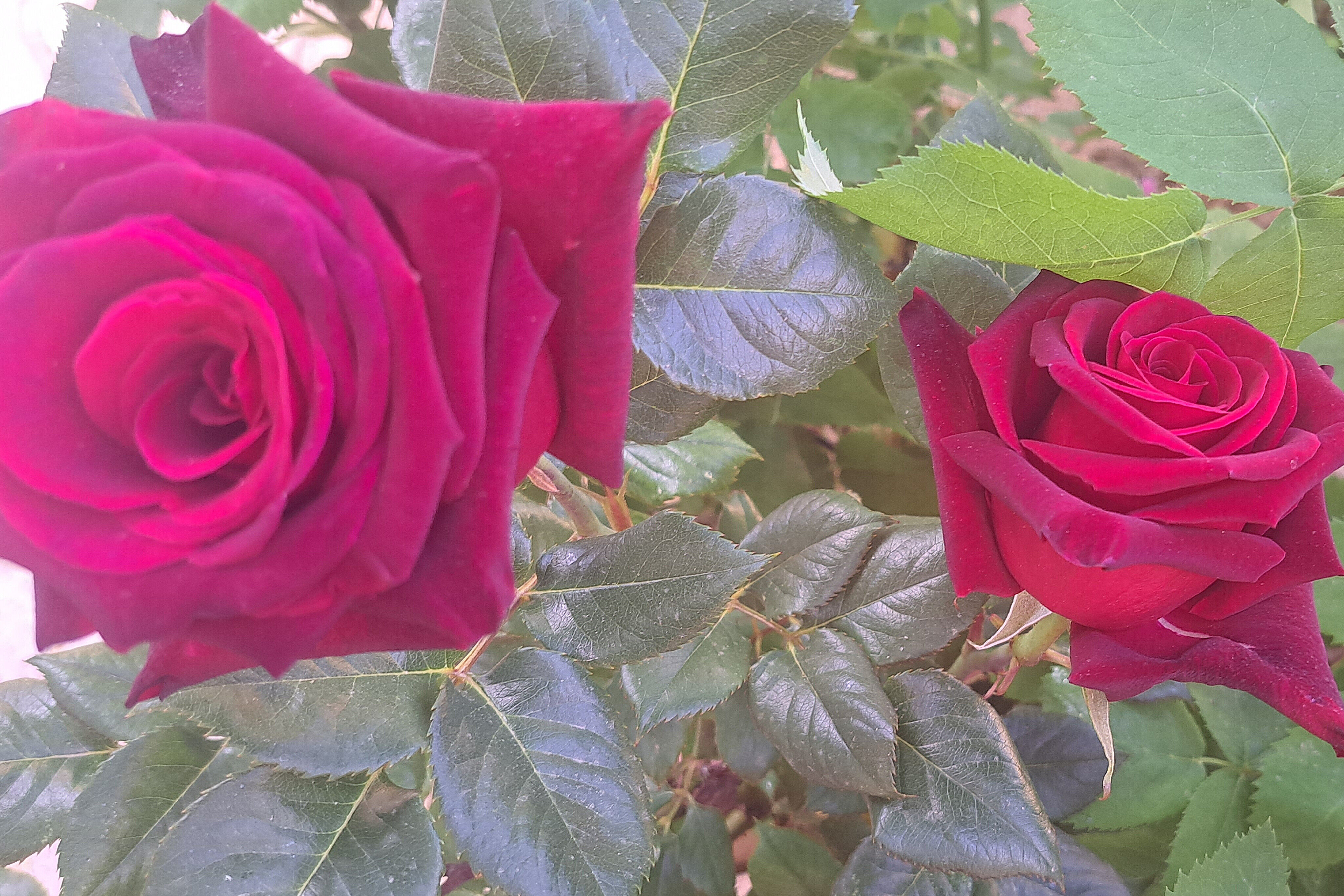 گل‌های زیبای بهاری