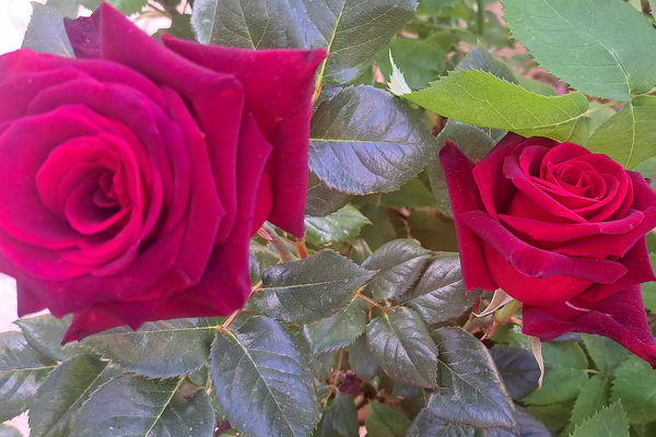 گل‌های زیبای بهاری