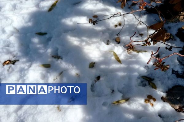 رد پای برف در باغات نهضت آباد اصفهان