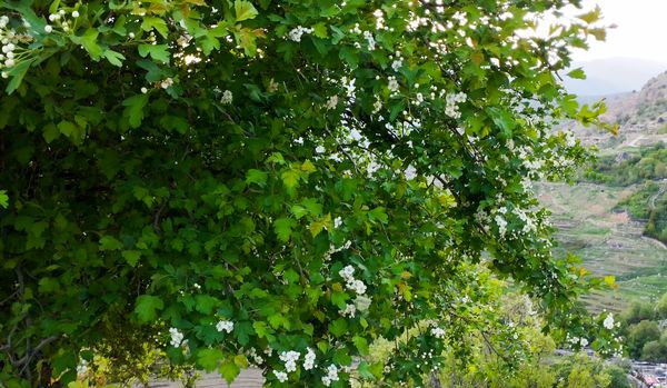 روستای شلیل نگین سرسبزی در دل کوه‌های میانکوه