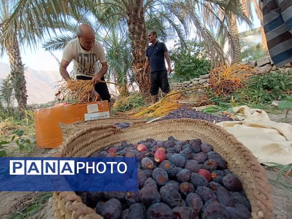 برداشت خرما در شهر رویدر 